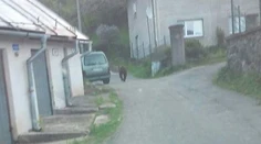 Medveď sa objavil na mieste, kde ho ešte nikdy predtým nevideli