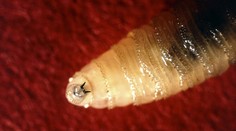 Invázia parazita, ktorý zabíja dobytok. Na boj proti nemu spustia z oblakov milióny sterilných múch