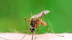 V obľúbenej destinácii Slovákov sa šíri smrteľný vírus, ktorý prenášajú komáre