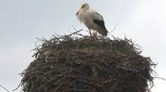 Slovensko je opäť výmimočné. A vďačíme za to bocianom