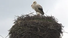 Slovensko je opäť výmimočné. A vďačíme za to bocianom