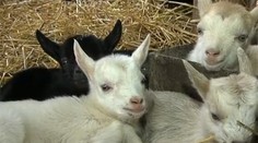 Jedna matka, štyri iné kozľatá