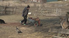 Prihlásil sa majiteľ vlčiakov, ktoré roztrhali farmárom kozu. Dostal od policajtov aj pokutu