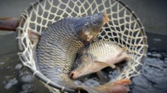 Grilovacie marinády zo Zmeny chutí