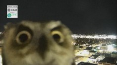 Zvedavá sova pozdravila meteorológov do kamery. Nič vtipnejšie ste dnes nevideli