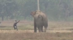 VIDEO: Opitý muž si chcel urobiť selfie so slonom. Zviera ho takmer rozdupalo