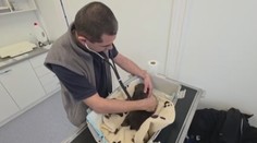 Osirelé medvieďatá podstúpili dôležité vyšetrenie. Veterinár varuje pred komplikáciami