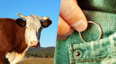 Farmár stratil obrúčku, o pár mesiacov ju našiel zamestnanec bitúnku