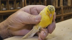 Pozrite si súťaž o najkrajšie spievajúceho kanárika