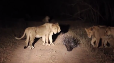 Malý dikobraz „akčným hrdinom“. Takto sa ubránil proti hladným levom