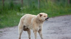 Poľskí veterinári hlásia nové ohniská smrteľnej besnoty. Objavili sa neďaleko hraníc so Slovenskom