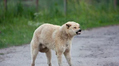 Poľskí veterinári hlásia nové ohniská smrteľnej besnoty. Objavili sa neďaleko hraníc so Slovenskom