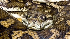 Myslela si, že si k nej priľahol jej pes, potom prišiel šok. Ženu uprostred noci zobudil obrovský pytón