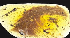 Unikátny objav, ktorý prepíše učebnice: Našli chvost dinosaura aj s perím