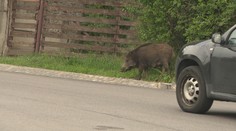 Rušnú križovatku v Bratislave stráži polícia. Dôvodom nie sú vodiči, ale diviaky, ktoré sa tam udomácnili