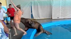 Nemravný mrož: Turistku dostal do rozpakov