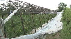 Skaza na juhu Slovenska. Krúpy za pár minút spôsobili spúšť, akú si farmári nepamätajú