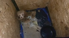 Psia mafia má na svedomí množiarne s tisíckami šteniat. Poradíme, na čo si dávať pozor