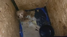 Psia mafia má na svedomí množiarne s tisíckami šteniat. Poradíme, na čo si dávať pozor
