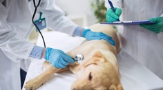 Na severovýchode Slovenska sa objavil vírus, ktorý zabíja psov aj mačky