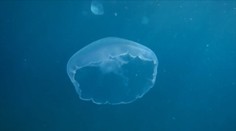 Aj v slovenských vodách žijú medúzy: Uvidíte ich aj na Hrone