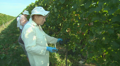 Prvé odrody hrozna dozreli a začalo sa s oberačkami. Úrody je menej, no vinári majú aj dobrú správu