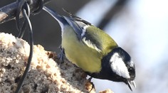 Po roku je tu opäť Vtáčia hodinka. Ide o pomoc operencom aj ornitológom