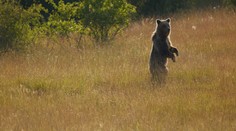Exkluzívny prieskum: Slováci sa zhodujú, že medveď do prírody patrí. Rozdeľuje názor na odstrel