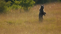 Exkluzívny prieskum: Slováci sa zhodujú, že medveď do prírody patrí. Rozdeľuje názor na odstrel
