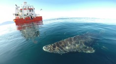 Nečakaný objav v Karibiku. Jedného z najzáhadnejších tvorov spozorovali tisíce kilometrov od arktickej domoviny