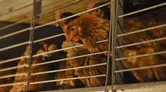 Potvrdili štvrtý prípad vtáčej chrípky, teraz pri Čadci