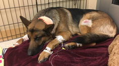 Psí hrdina chránil 16-ročného chlapca pred zlodejmi: Skončil dobitý a so strelnými ranami