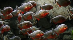 Krv a panika v obľúbenom rezorte. Pirane sa vrhli na ľudí, 7-mesačné dieťa prišlo o časť tela