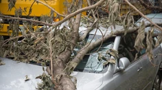 V okrese Písek spadol strom na auto, zomreli dvaja ľudia