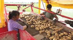 Na severe ešte len sadia, na juhu vyorávajú. Prvé tohtoročné slovenské zemiaky sa už dostávajú na pulty
