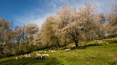 Najromantickejšie miesto na Slovensku: Na Gemeri zakvitli tisíce historických čerešní