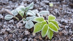 Slovensko čaká mrazivá noc. Teploty klesnú pod nulu, záhradkári sú v strehu