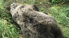Tragický víkend pre medvede. Zisťovali sme, čo nešťastiam predchádzalo
