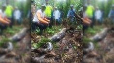 VIDEO: Hrozivý nález v Indonézii. V útrobách obrovského pytóna našli telo nezvestnej ženy