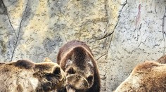 Vedeli ste, že aj medvede v zajatí sa ukladajú na zimný spánok? Takto to vyzerá, keď šelma ide oddychovať