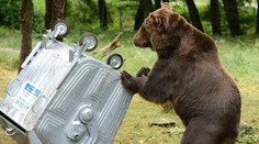 Mimoriadna situácia vo Vysokých Tatrách: Vyhlásili ju kvôli medveďom