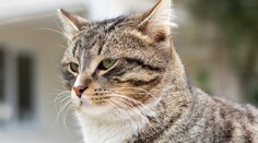 Austrálska vláda zakročí proti zdivočeným mačkám. Zavedie robota, ktorý ich usmrtí toxickým gélom