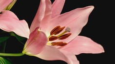 Nádherné časozberné video, o ktorom píšu po celom svete