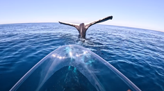 VIDEO: Unikátne zábery z oceánu. Muž nakrútil veľrybu, ktorá akoby zamrzla na mieste