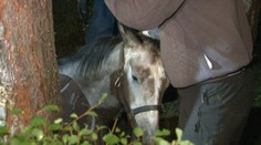 Na východe zachraňovali žriebä zo studne. Úspešne