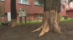 Obyvateľ prešovskej bytovky orezal stromy tak, aby do pár mesiacov vyschli. Vznikla obrovská škoda