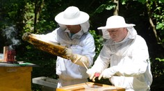 Medu bude zrejme málo a zdražie. Kvôli teplej zime a studenému máju