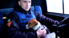 Psí hrdina z Ukrajiny: Vyhľadal už viac ako 90 ruských mín a zachránil mnoho životov