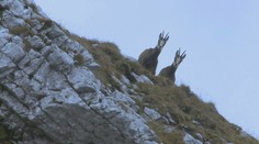 Ich stavy kolíšu, no vždy sa dokázali pozviechať. Odborníci sa snažia pochopiť, prečo kamzíkov v Tatrách ubúda