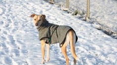 Mráz a sneh trápia aj psov. Deka v búde môže narobiť viac škody než úžitku